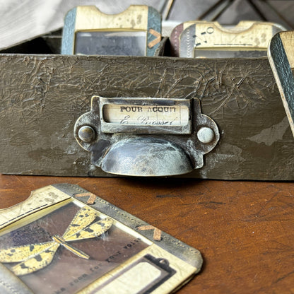 Specimen Cards in Box